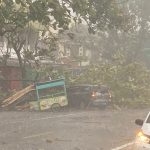 Hujan Lebat disertai Angin di Pakisaji Tumbangkan Pohon