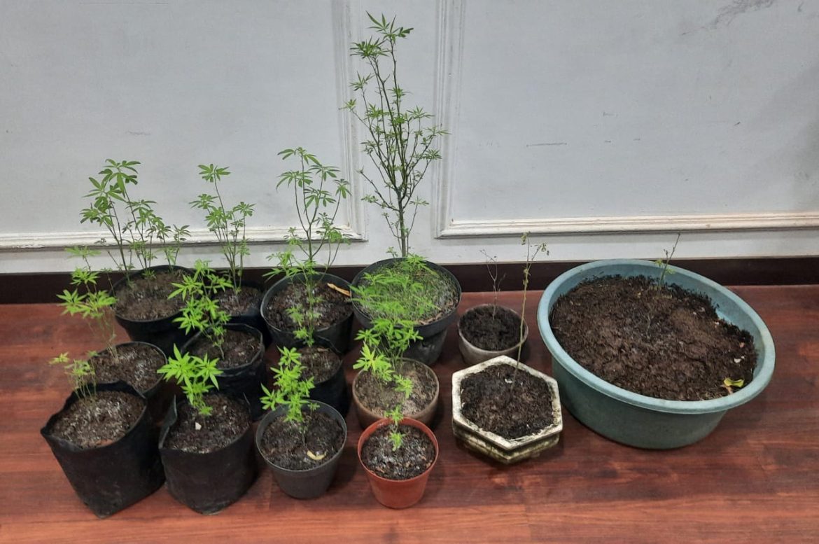 Tanam Ganja di Pekarangan Pria 64 Tahun di Malang Dibekuk Polisi