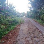 Kesal Karena Jalan Rusak, Warga Tambakasri Sumawe Gelar Aksi Tanam Pohon Pisang