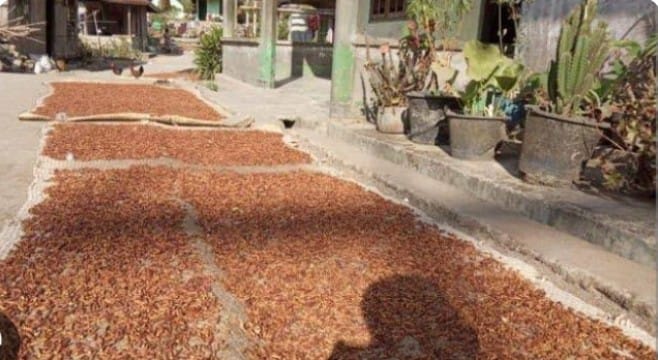 Desa Tambakasri Sumawe Pernah Jaya dari Hasil Cengkeh