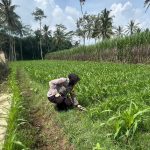 Bhabinkamtibmas Desa Kademangan Brigpol Novi Yunitasari Kunjungi Pemilik Lahan Jagung untuk Dukung Ketahanan Pangan