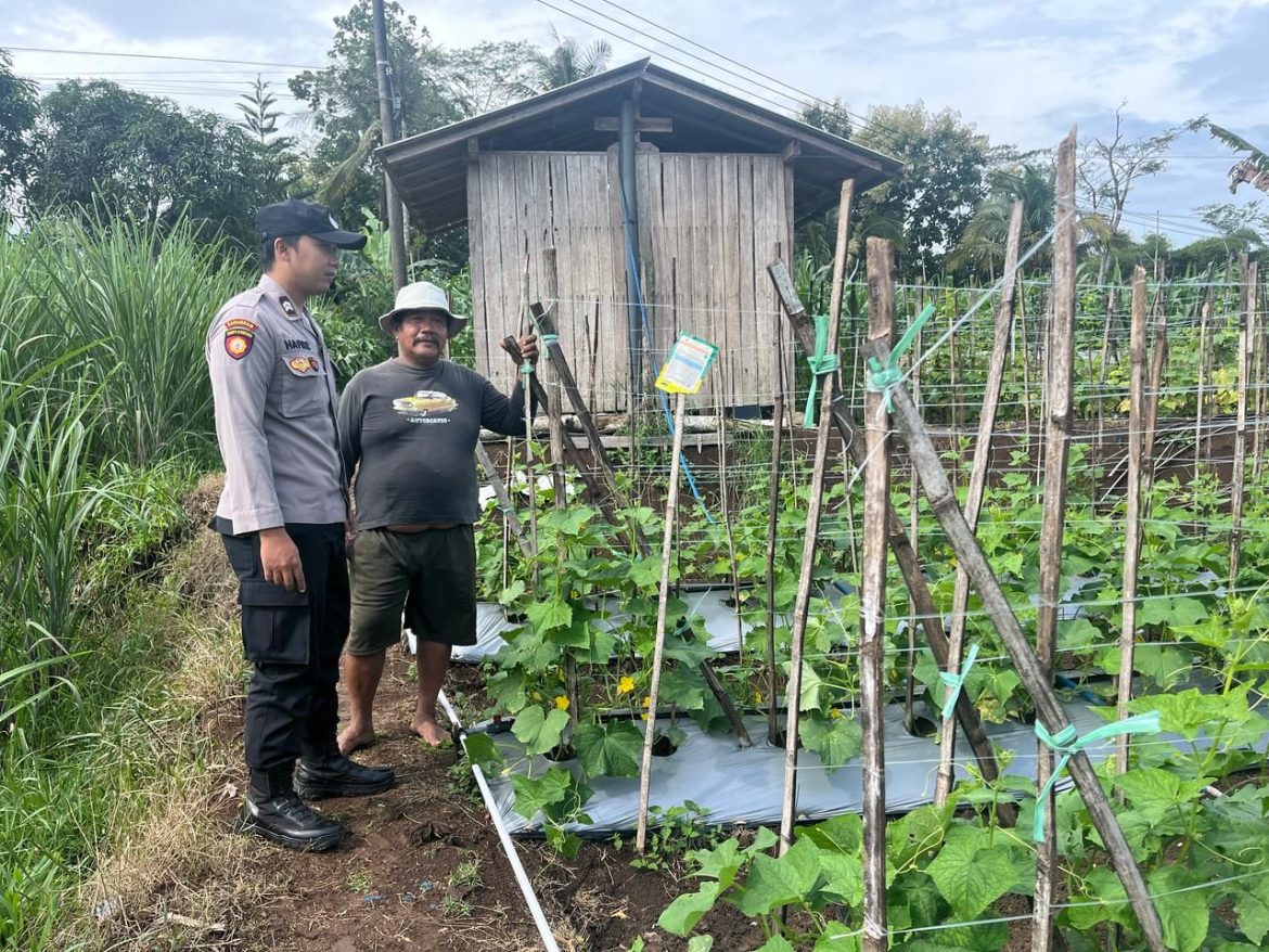 Dukung Ketahanan Pangan, Bhabinkamtibmas Desa Tempursari Sambang Petani Timun di Desa Binaan