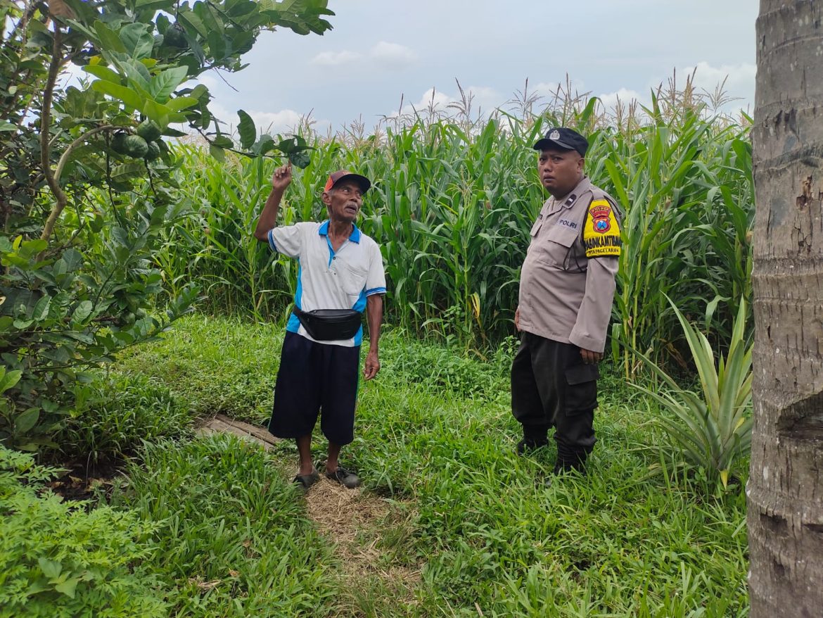 Aipda Suyitno Kunjungi Pemilik Lahan Jagung, Dukung Penguatan Ketahanan Pangan
