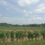 Pemdes Tawang Rejeni Akan Bangun Toko Pertanian di Kawasan Persawahan