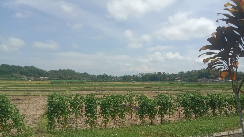 Pemdes Tawang Rejeni Akan Bangun Toko Pertanian di Kawasan Persawahan