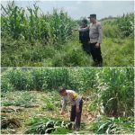 Panit Binmas Polsek Gondanglegi Dampingi Warga Panen Jagung Muda Untuk Dukung Ketahanan Pangan