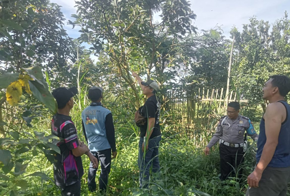 Tiga Terduga Pencuri Alpukat di Karangploso Diamankan, Polisi Amankan Mobil Pikap dan Barang Bukti