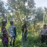 Tiga Terduga Pencuri Alpukat di Karangploso Diamankan, Polisi Amankan Mobil Pikap dan Barang Bukti