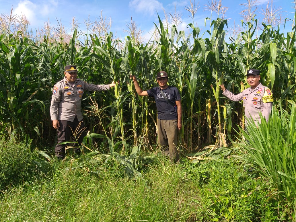 Pendampingan Pemanfaatan Lahan Jagung oleh Panit Binmas Polsek Gondanglegi di Desa Sukosari