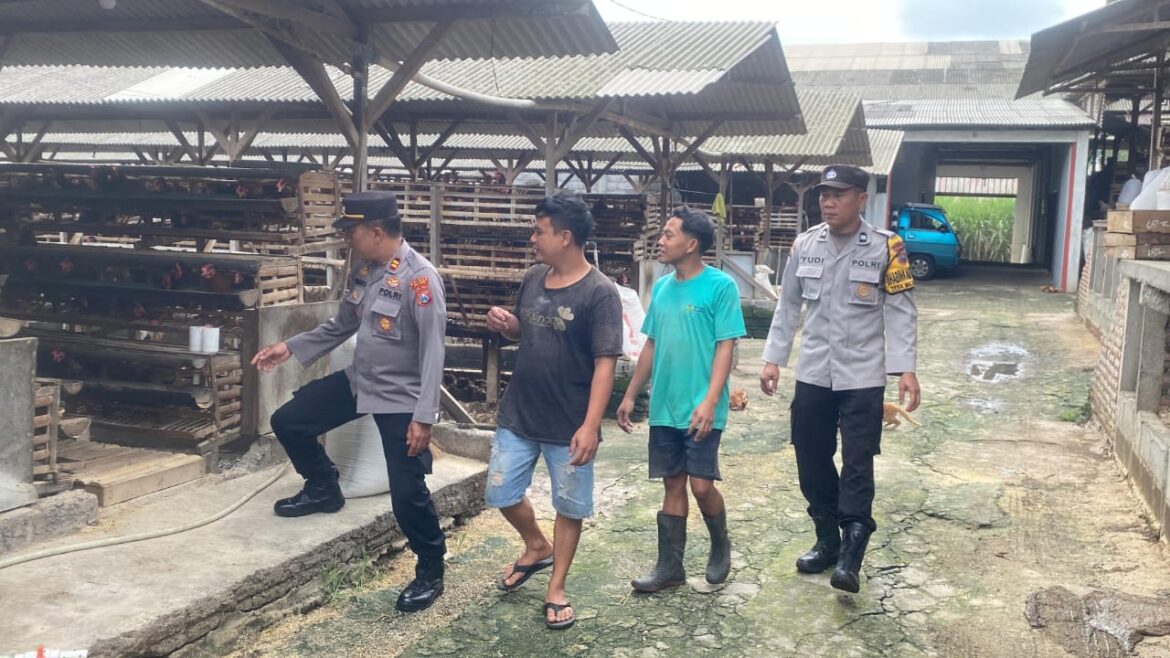 Dukung Ketahanan Pangan, Kapolsek Tumpang Turun Langsung Dorong Pemanfaatan Lahan untuk Ternak Ayam Petelur