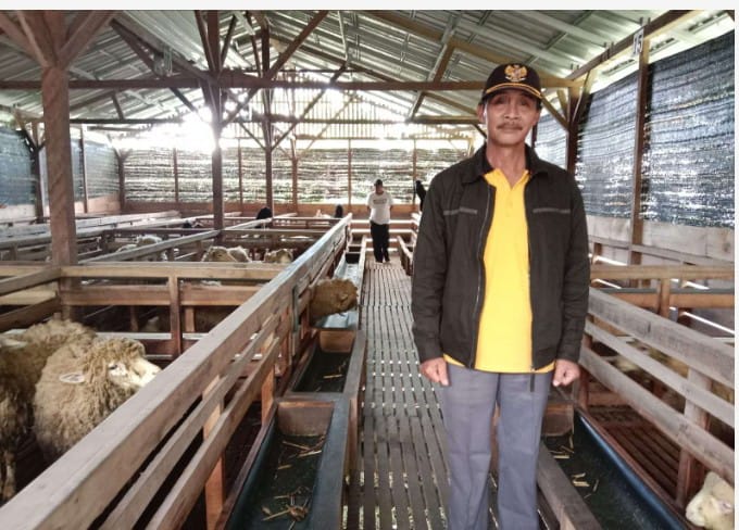 Jelang Idul Adha 1446 H, Harga Kambing Kurban Merosot