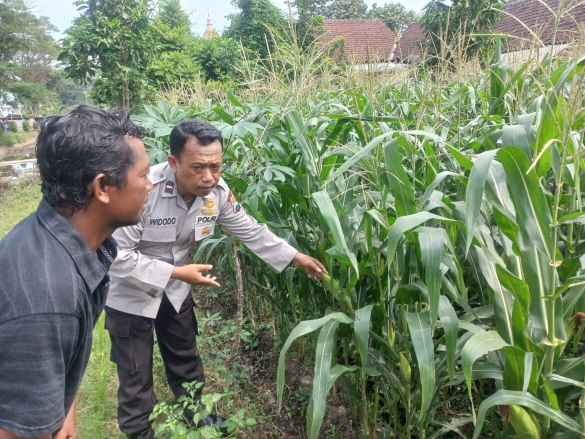 Bhabinkamtibmas Desa Sumberjaya Dampingi Program Ketahanan Pangan Tanaman Jagung di Kecamatan Gondanglegi