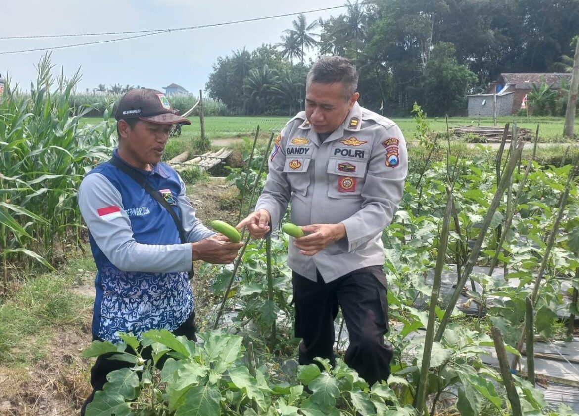 Polsek Gondanglegi Dampingi Program Ketahanan Pangan Tanaman Sayur Terong di Desa Sepanjang