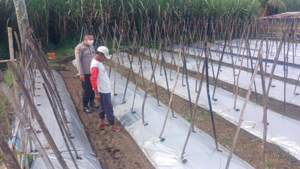 Polsek Gondanglegi Dampingi Petani Tomat dalam Mendukung Asta Cita Presiden RI