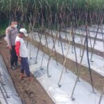 Polsek Gondanglegi Dampingi Petani Tomat dalam Mendukung Asta Cita Presiden RI