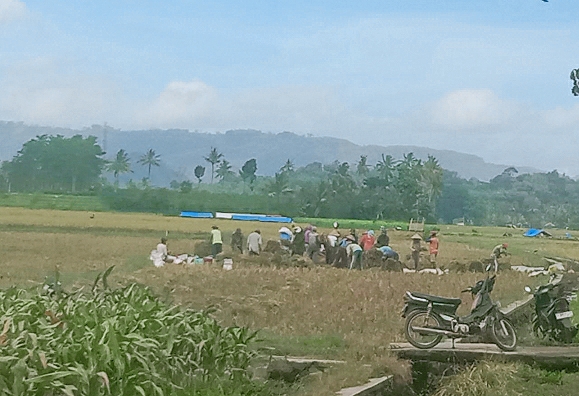 Bersih Desa Jambangan Akan Dimeriahkan dengan Sedekah Bumi
