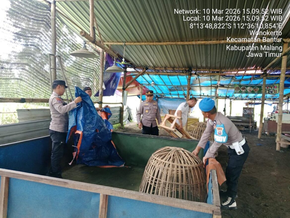 Lagi! Polres Malang Bongkar Lokasi Diduga Arena Sabung Ayam di Bantur Malang