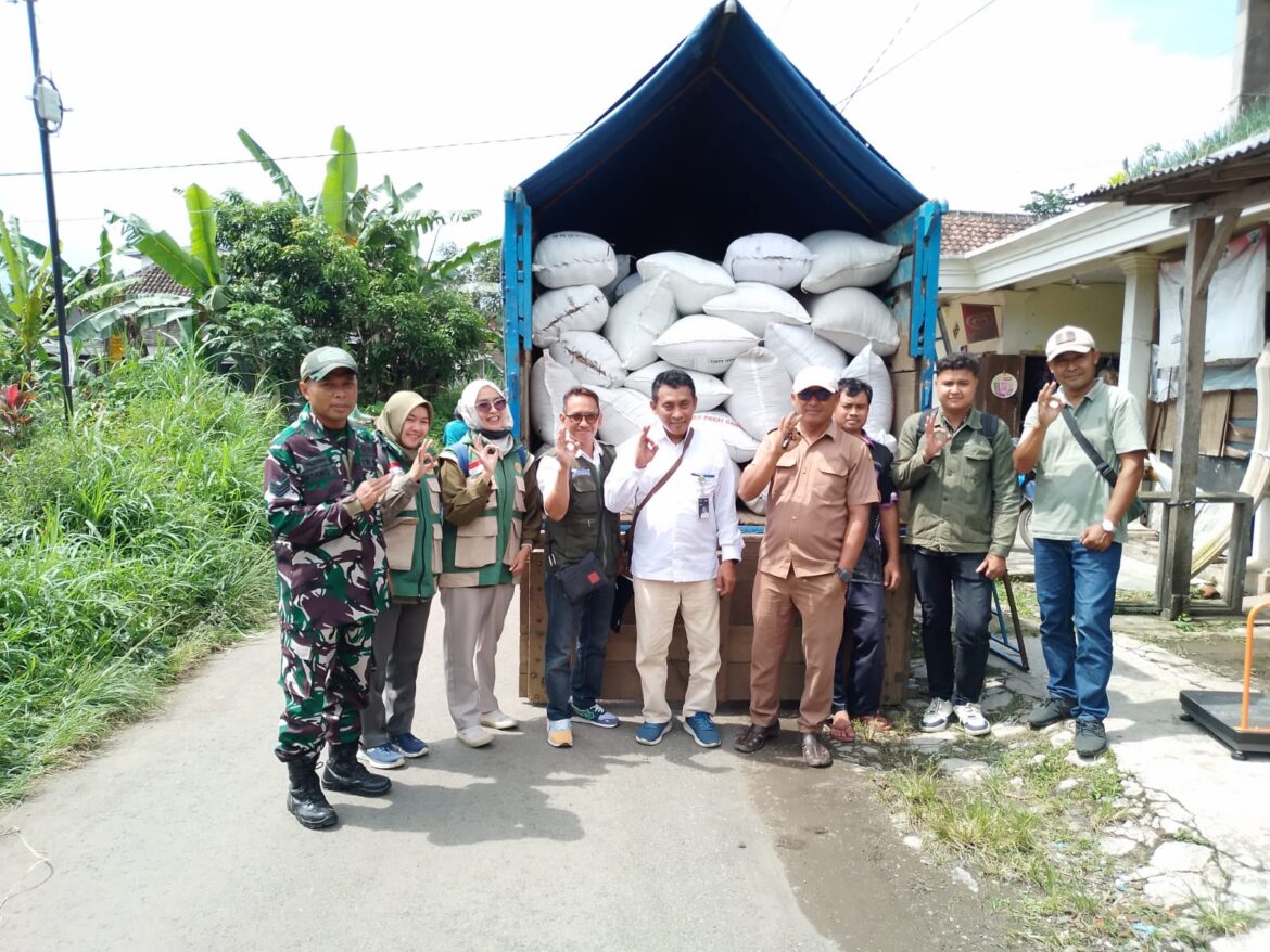 Babinsa Desa Jambesari Koramil 0818/24 Poncokusumo Laksanakan Pendampingan Kegiatan Serapan Gabah bersama Bulog dan Petani
